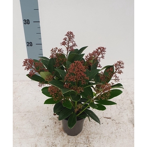 Rubella 10,5cm 10+ bloem