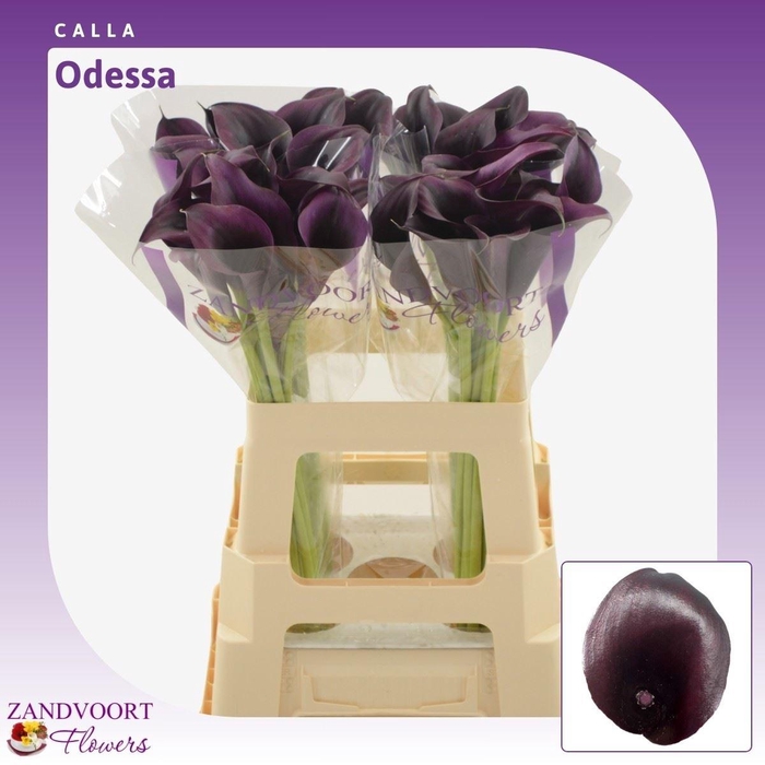 <h4>Calla Odessa</h4>