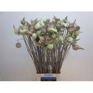 ASCLEPIAS SYRIACA