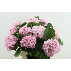 Hydr M Lollypop Pink 65-15
