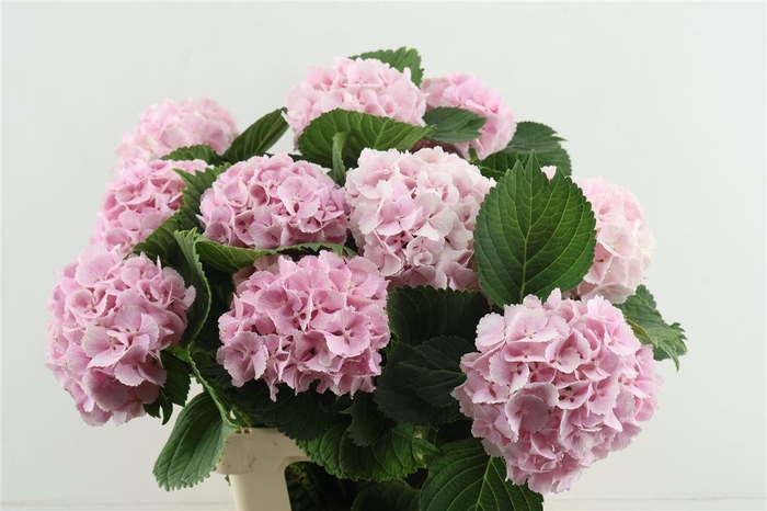 <h4>Hydr M Lollypop Pink 65-15</h4>