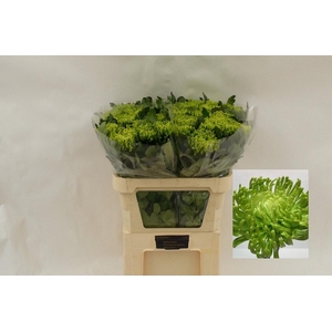Chr G Anast Green