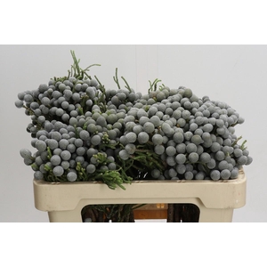 Cape Green Silver Brunia