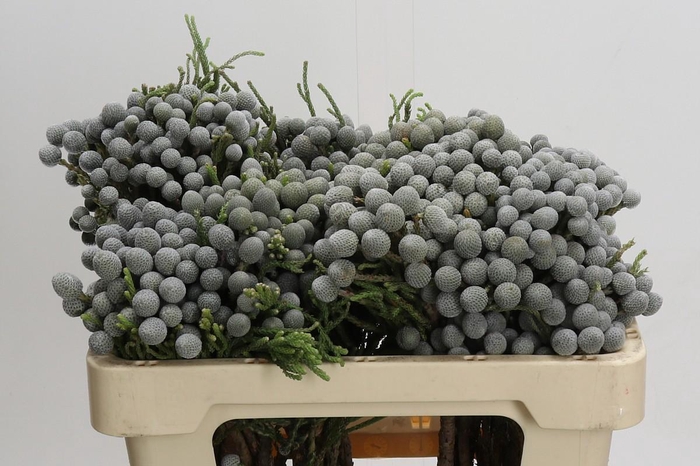 <h4>Kaaps Groen Silver Brunia</h4>