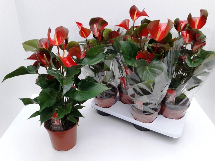 <h4>ANTHU DYNAMITE RED</h4>