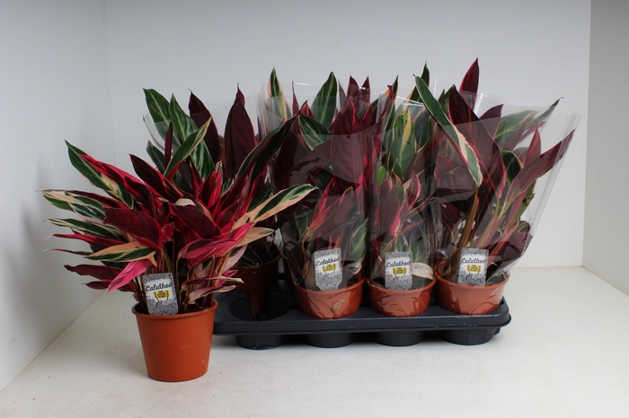 <h4>STROM SA TRIOSTAR</h4>