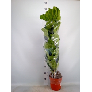 Ficus lyrata
