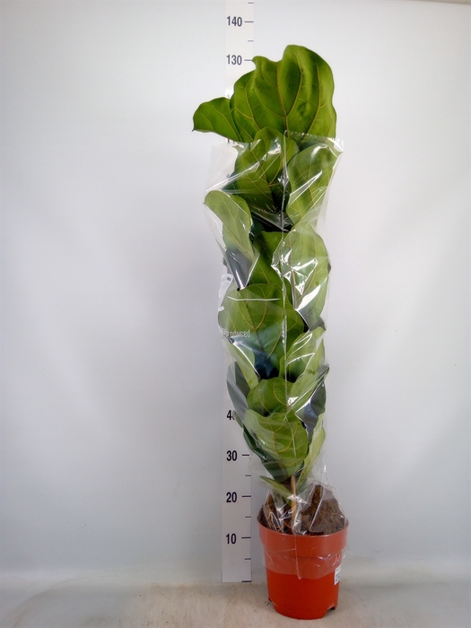 <h4>Ficus lyrata</h4>