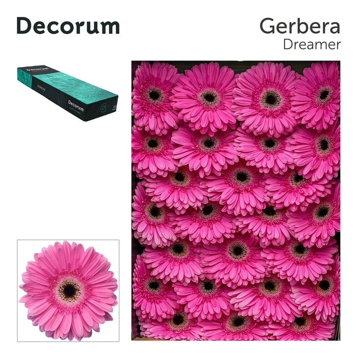 Gerbera Dreamer Doos