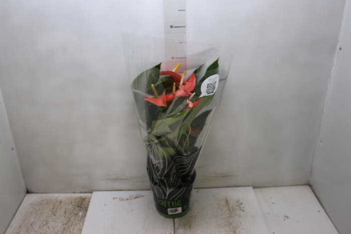 <h4>ANTHURIUM PRINCE OF ORANGE P17</h4>