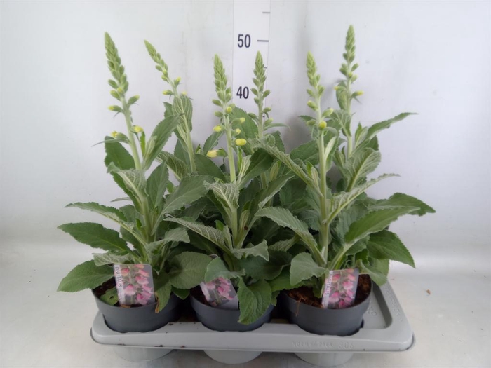 <h4>Digitalis   ...</h4>