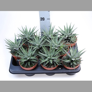 Haworthia fasciala 'Big Band'