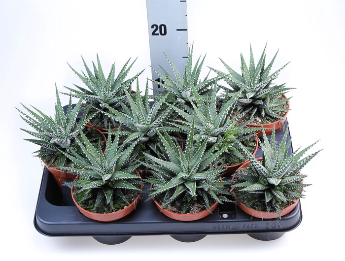 <h4>Haworthia fasciata 'Big Band'</h4>