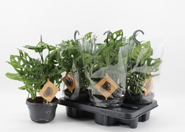 <h4>MONSTERA MONKEY LEAF</h4>