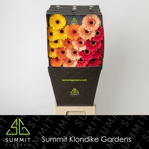 GE MI MIXED INDIAN SUMMER