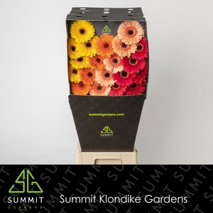GE MI MIXED INDIAN SUMMER