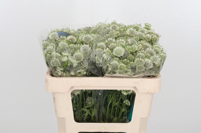 <h4>Astr Billion Star Xl</h4>