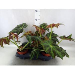 Begonia BD   ...