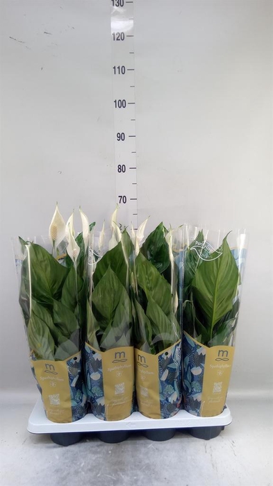<h4>Spathiphyllum  'Sweet Ricardo'</h4>