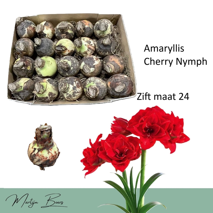 <h4>HIPP DG CHERRY NYMPH</h4>