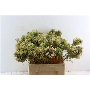 DILLE ZAADDOOS NATUREL MEDIUM 60CM