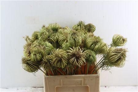 <h4>DILLE ZAADDOOS NATUREL MEDIUM 60CM</h4>