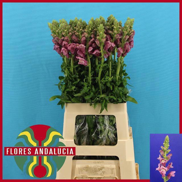 <h4>ANTIR POTO LAVEND</h4>