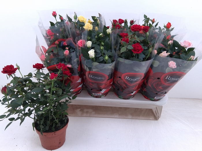 arr8 Ro Fav Ro Gem 6 Srt