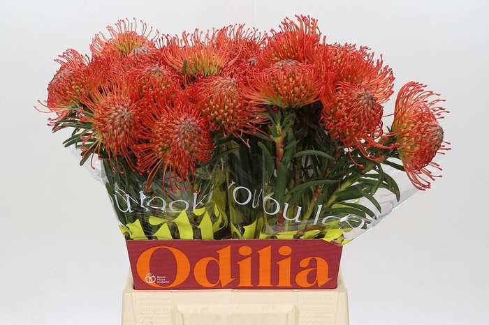 <h4>Nutans Succession</h4>