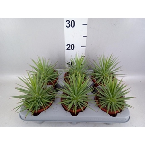 Agave stricta 'Nana'