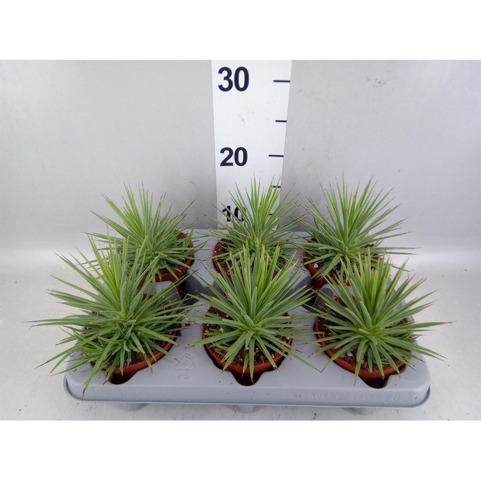 <h4>Agave stricta 'Nana'</h4>