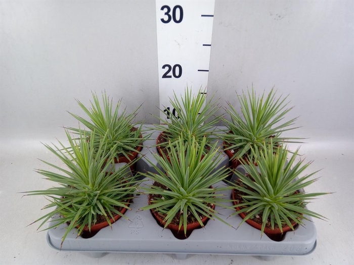 <h4>Agave stricta 'Nana'</h4>
