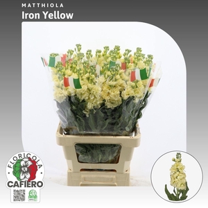 Matthiola Iron Yellow