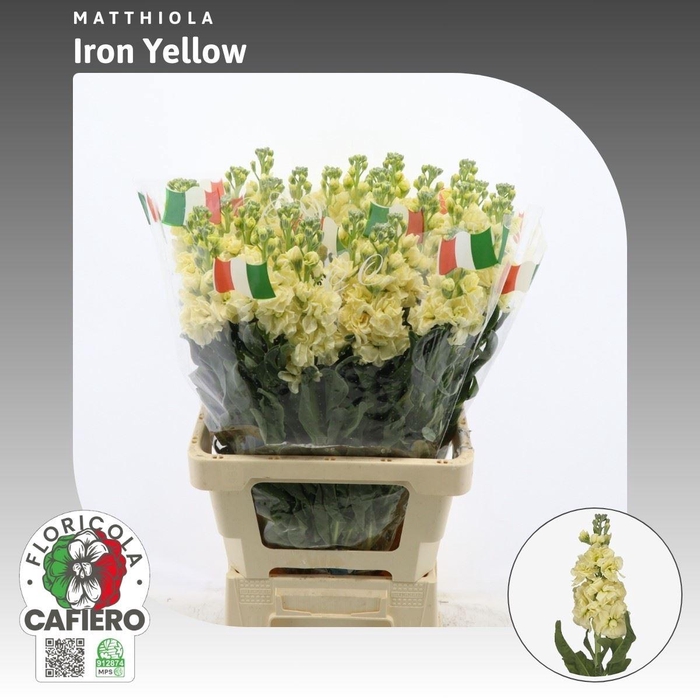 <h4>Matthiola Iron Yellow</h4>