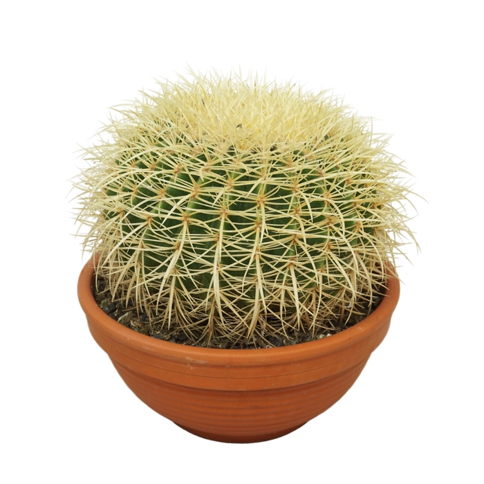 <h4>Echinocactus grusonii</h4>