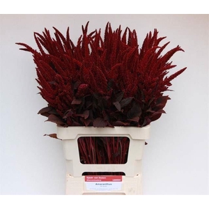 AMARANTHUS CRUEN. 'VELVET'