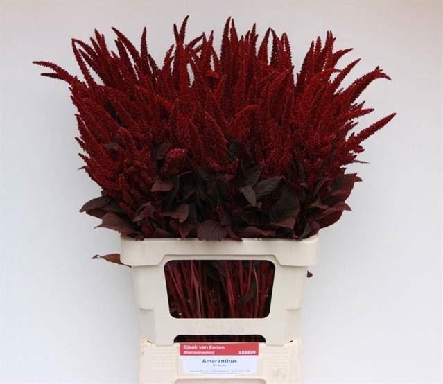 <h4>AMARANTHUS CRUEN. 'VELVET'</h4>