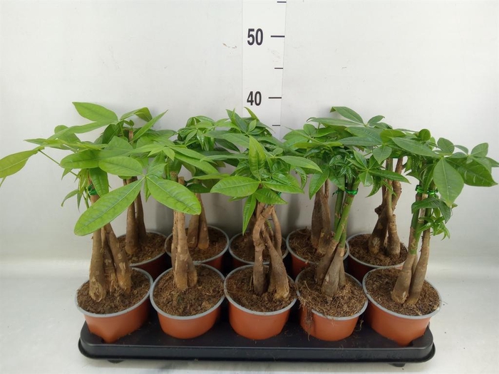 <h4>Pachira aquatica</h4>