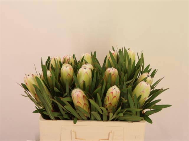 <h4>PROTEA WHITE NIGHT</h4>