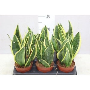 Sansevieria Tr Futura Superba