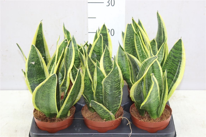 <h4>Sansevieria Tr Futura Superba</h4>