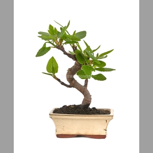 FICUS CARICA
