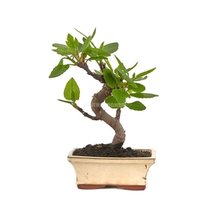 FICUS CARICA