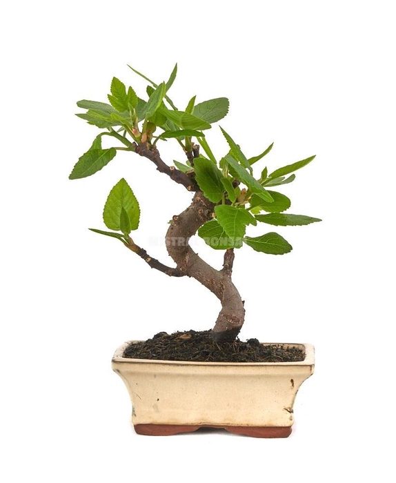<h4>FICUS CARICA</h4>