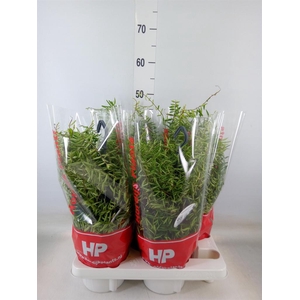 Aeschynanthus  'Green Star'