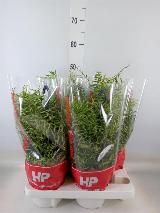 <h4>Aeschynanthus 'Green Star'</h4>