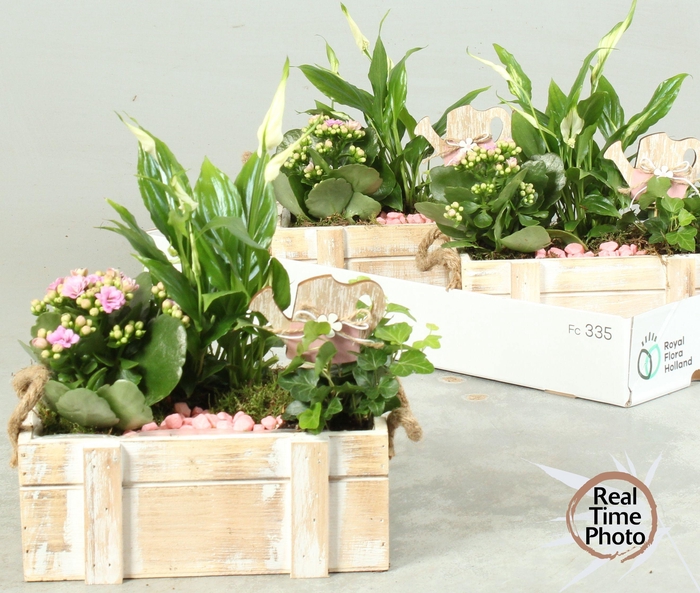 <h4>ARR KAMERPL</h4>