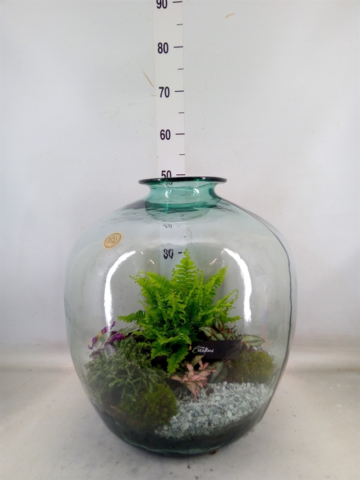 <h4>Arr.   Kamerplant Groen H%</h4>