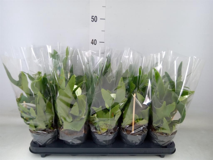 <h4>Platycerium bifurc.</h4>