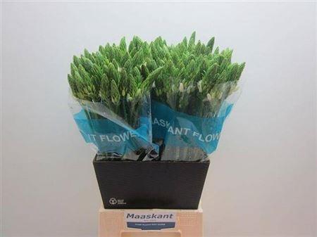 <h4>Ornit Thy Mount Fuji</h4>